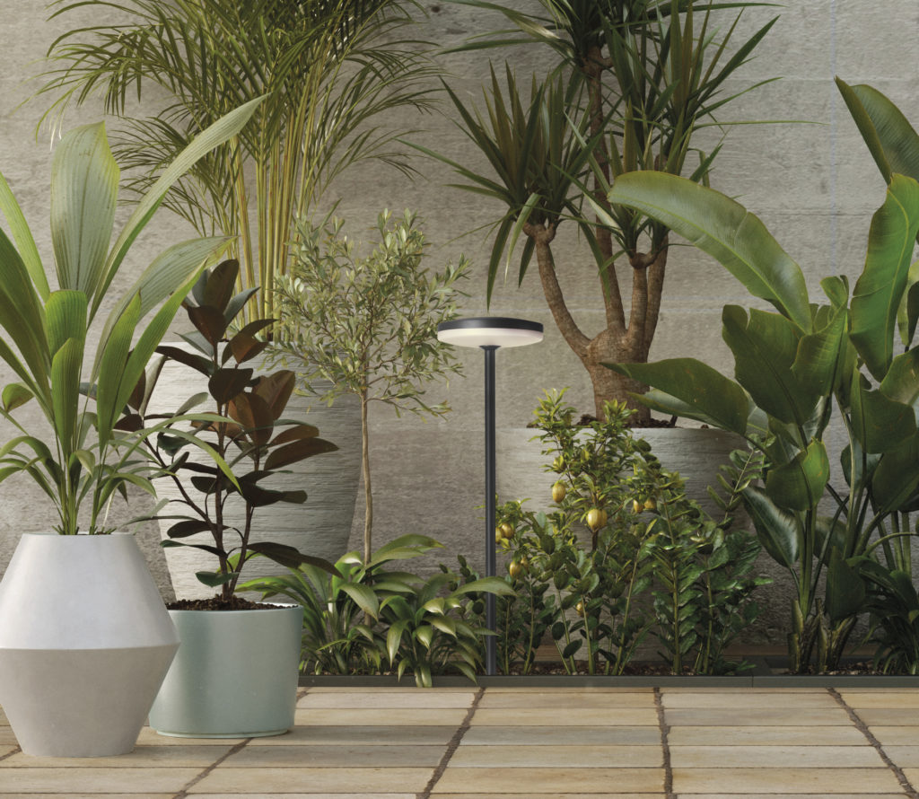 Concrete wall and Plant in pot on stone flooring tile, backgroun